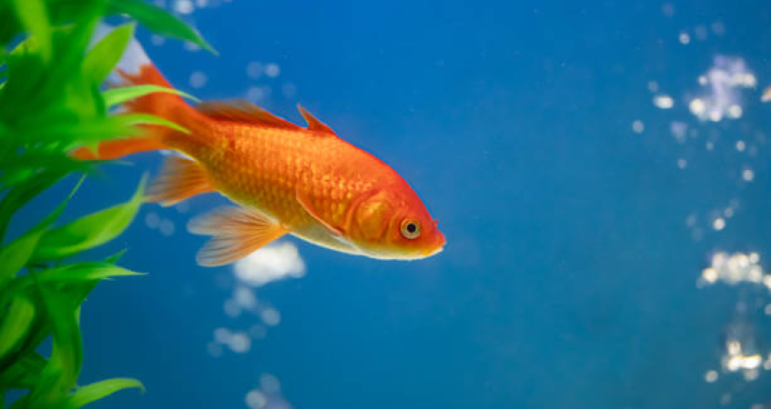 harga benih ikan mas sukabumi