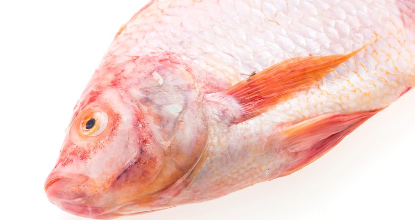 budidaya nila merah bangkok