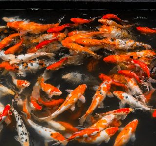 budidaya ikan mas sistem bioflok